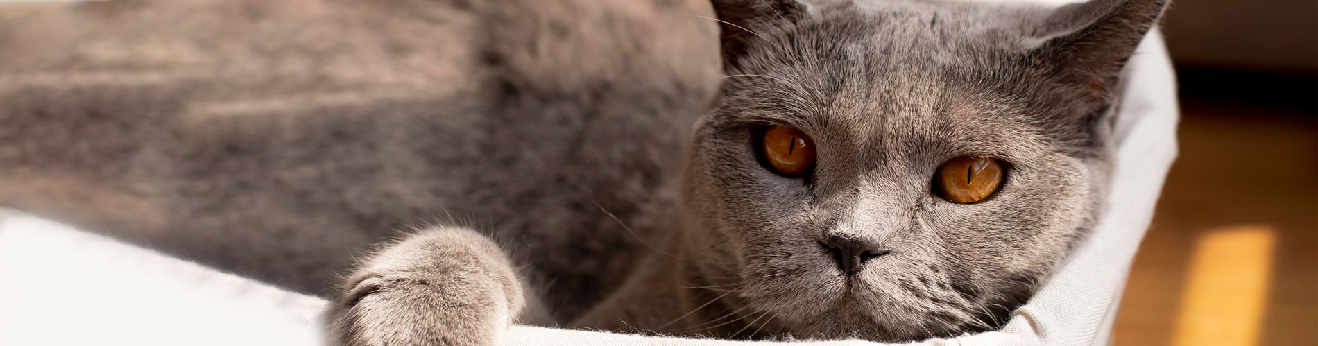 Ankara acil veteriner