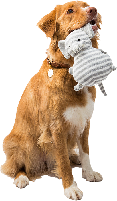 ankara veteriner klinği